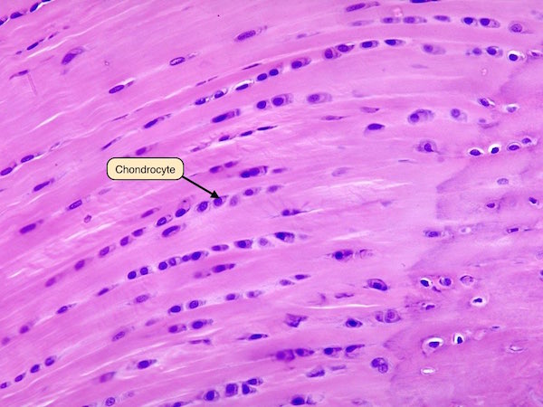 Microscopic view of collagen fibers